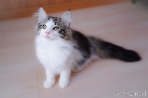 成約済の愛知県のノルウェージャンフォレストキャット-101457の1枚目